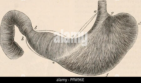 . Il encyclopaedia - Wikizionario di anatomia e fisiologia. Anatomia e fisiologia; Zoologia. 308 di stomaco e intestino. il tronco in cui sono racchiusi ; e limiti, lo consente e facilita tali spostare- zioni, che è soprattutto la carica del secondo l'esecuzione. La terza è la più importante dal momento che forma il complesso secernente e ab- superficie assorbitore, su cui le funzioni del canale dipendono principalmente. Tra questi tre tuniche sono interposti due strati di tessuto areolare ; contenente vasi, nervi, e linfa- TIC per la loro alimentazione. Varie modifica- zioni subita da questi costituenti Foto Stock
