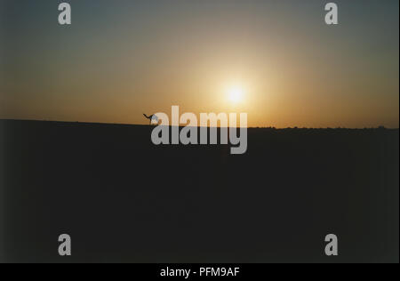 Il cammello solitario, vicino a Madaba, Giordania, stagliano contro lo skyline al tramonto. Foto Stock
