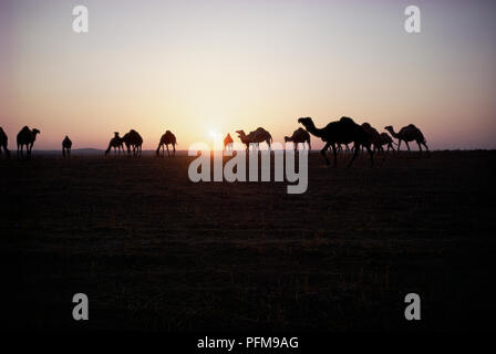 Gruppo di cammelli vicino a Madaba, Giordania, stagliano contro il sole di setting. Foto Stock