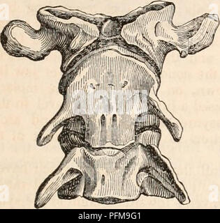 . Il encyclopaedia - Wikizionario di anatomia e fisiologia. Anatomia e fisiologia; Zoologia. MAUSUPIALIA. 2?? Le arterie; e il koala e Wombat l'atlas presenta solo la perforazione su ciascun lato dell'arcata superiore. In Perameles e alcuni altri marsupiali, come Cayopollin, una affinità per il a sangue freddo è Ovipara mani- fested nella struttura della atlas (maschera. 98), che presenta un permanente se- riparazione del neurapophyses o lamine superiore dal centro o organismo di seguito. In Koala e Wombat il corpo tne a^come resti perma- nently cartilagineo, e la parte inferiore dell'anello vertebrale da Foto Stock