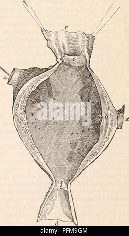 . Il encyclopaedia - Wikizionario di anatomia e fisiologia. Anatomia e fisiologia; Zoologia. Le viscere del Poulp.* può servire come accessorio degli organi respiratori. La struttura valvlilar degli orifizi si oppone tuttavia a questa vista; mentre si sostiene la dottrina del loro essere excretory sbocchi. I follicoli venosa può quindi servire come emunctories, mediante il quale il sangue viene liberato di qualche principio che fuoriesce dai loro pori esterni; oppure essi possono alterare il sangue aggiungendo qualcosa ad esso; o come la milza, essi possono assistere nella conversione a arteriosa il sangue venoso. Come una funzione secondaria possono ser Foto Stock