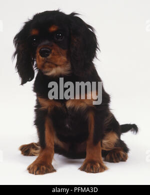 Seduto in bianco e nero e tan King Charles Spaniel cucciolo (canis familiaris), vista frontale. Foto Stock