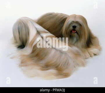 Due Lhasa Apso cani, uno rivolto lontano, e l'altra rivolta in avanti, ad alto angolo di visione Foto Stock