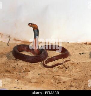 Red sputare cobra (Naja pallida) con la sua testa impennarsi Foto Stock