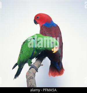 Coppia di pappagalli Eclectus (Eclectus roratus), il rosso e il blu femmina e maschio verde, appollaiate fianco a fianco su un ramo, vista laterale Foto Stock
