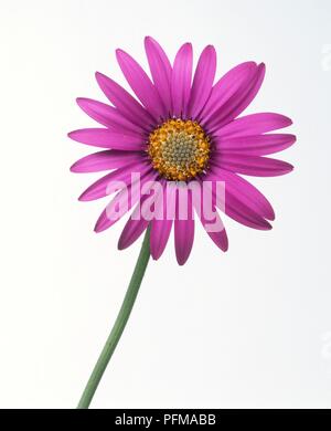 Osteospermum 'Stardust', rosa Cape Daisy flowerhead, close up Foto Stock