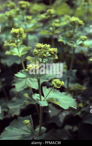 Alchemilla mollis (Lady del mantello) con minuscoli fiori e foglie verdi su lunghi steli Foto Stock