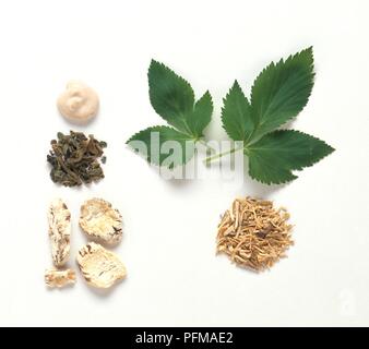 Fresco e foglie essiccate, radice essiccate e crema fatta da Angelica archangelica e radice essiccate (dang gui) da Angelica sinensis Foto Stock