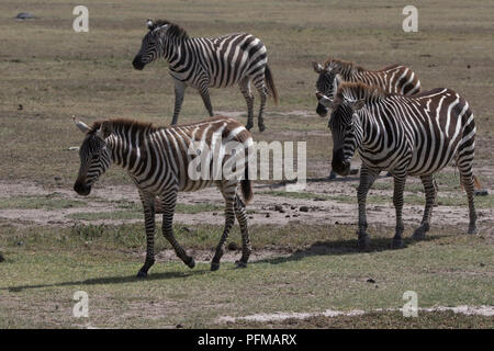 Piccola mandria di pianura zebre che andare lungo la savana africana nella stagione secca Foto Stock