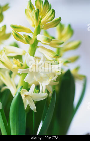 Close-up di giacinto bianco fiori. Foto Stock