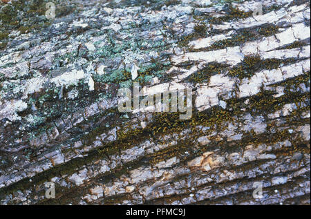 Close-up di corteccia di albero con il lichen Foto Stock