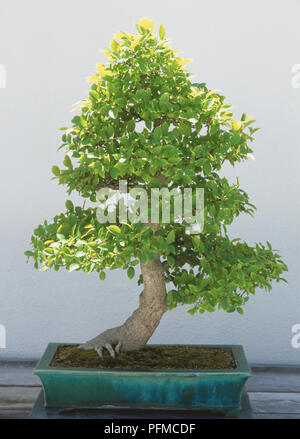 Stati Uniti d'America, Washington, D.C., US National Arboretum, Celtis sinensis, 40 anni Hackberry cinese bonsai albero che cresce in basso Vaso rettangolare. Foto Stock