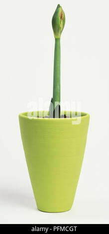 Bud su un lungo peduncolo crescente da una pentola dipinta con calce-emulsione verde. Foto Stock