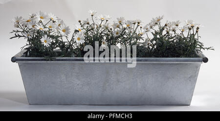Pratoline piantato in un acciaio galvanizzato window box Foto Stock