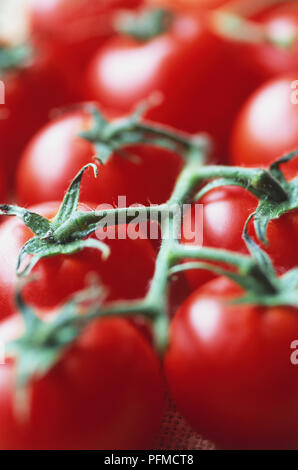 Pomodori rossi sulla vite, vicino. Foto Stock
