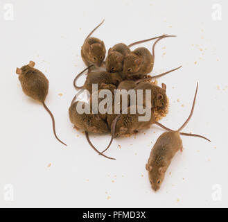 Casa Mouse (Mus musculus), gruppo di topi di alimentazione, vista sopra. Foto Stock