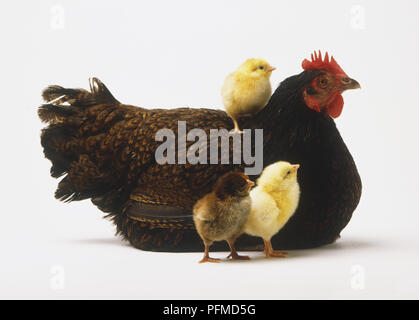 Seduta, Brown Hen (Gallus gallus) con tre pulcini, uno sulla sua schiena, vista laterale Foto Stock