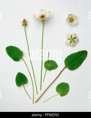 Parnassia palustris (erba del Parnaso), steli con foglie e fiori di colore bianco Foto Stock