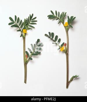 Hippocrepis unisiliquosa, piccoli fiori gialli e foglie verdi su gambi spessi Foto Stock