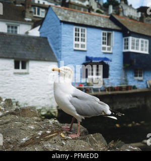 Inghilterra, Cornwall, Polperro, gabbiano appollaiato sul muro di pietra in porto Foto Stock