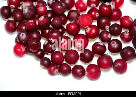 Fresco di frutti di bosco surgelati per la cottura di cibi o bevande. Cranberries - congelate che hanno mantenuto la loro freschezza e vitamine. Foto Stock