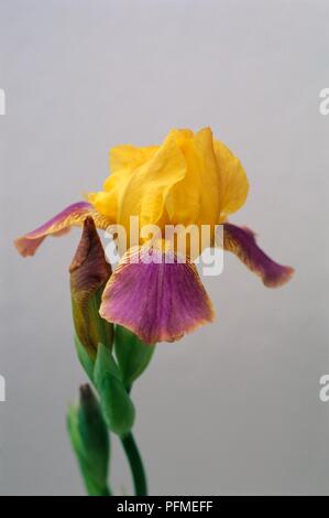 Giallo e malva fiore di Iris barbuto "Aachen Elf', close-up Foto Stock
