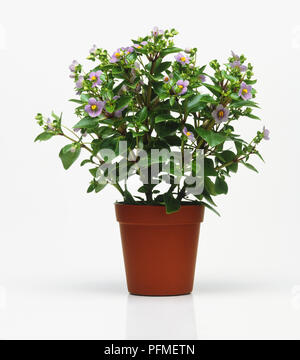 Potted persiano di viola o violetto tedesco impianto (Exacum affine di) Foto Stock