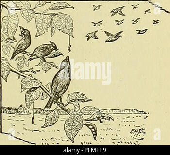 . Dell'enciclopedia degli animali della fattoria. Animali domestici; di prodotti di origine animale. Fig. 163. Phoebe's Nest nel capannone. Adatto a nesting luoghi in rami di alberi. Per attirare i quali sono tra le più preziose di insetto-mangiando le specie è necessario solo di mettere fino a nido adatti recipienti. Questi possono essere fatti di piccole scatole di legno o lattine di lattina, con un ingresso in ciascuna in prossimità della porzione superiore o di estremità esterna. questo foro deve essere uno e mezzo pollici in diametro per Blu-uccelli, uno e un quarto in pollici per chickadees, circa un pollice per wrens e due o più pollici per altri uccelli più grandi. Le dimensioni di cui sopra sono tali da ba Foto Stock