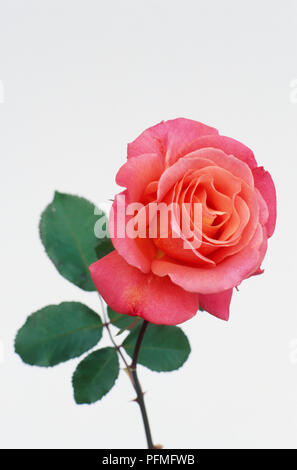 Rosa 'Sandringham centenario', con dei fiori rosa scuro e petali di medie foglie verdi Foto Stock