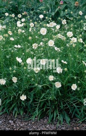 Fiori bianchi e foglie verdi da Scabiosa caucasica 'Miss Willmott' (Scabious o puntaspilli fiore) Foto Stock