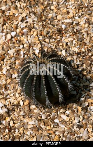 Uebelmannia pectinifera, a forma di palla cactus sulla superficie di ghiaia, close-up Foto Stock