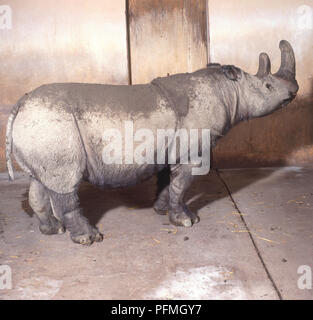 Rinoceronte di Sumatra (Dicerorhinus sumatrensis), vista laterale Foto Stock