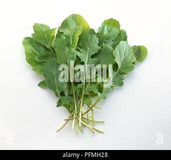 Eruca vesicaria subsp sativa (insalata razzo), fresco verde, foglie Foto Stock