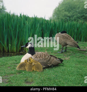 Due Oche del Canada (Branta canadensis) sull'erba dal bordo del campo, una seduta con tre Goslings arroccato al suo fianco, l'altra preening stesso in background, vista laterale. Foto Stock