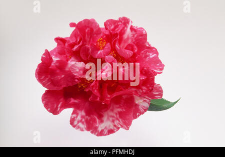 Camellia japonica "Domani Var.', fiore con petali di colore rosso striato con rosa pallido Foto Stock