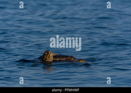 Le Galapagos tartarughe marine verdi (Chelonia agassizii) coniugati nell'oceano al largo delle Isole Galapagos, Ecuador. Foto Stock