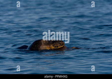 Le Galapagos tartarughe marine verdi (Chelonia agassizii) coniugati nell'oceano al largo delle Isole Galapagos, Ecuador. Foto Stock