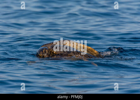 Le Galapagos tartarughe marine verdi (Chelonia agassizii) coniugati nell'oceano al largo delle Isole Galapagos, Ecuador. Foto Stock