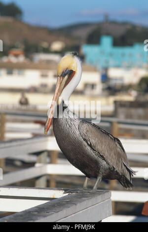 California Brown Pelican (Pelecanus occidentalis californicus) arroccato su una ringhiera di metallo, la messa a fuoco sul primo piano. Foto Stock