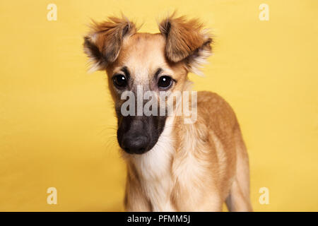 Silken Windsprite, giovane cane, 5 mesi, animale ritratto, fedeli guardano, sfondo giallo, studio shot, Germania Foto Stock