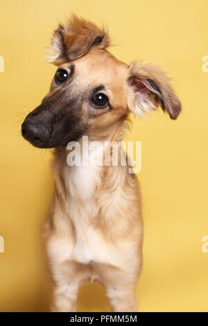 Silken Windsprite, giovane cane, 5 mesi, animale ritratto, fedeli guardano, sfondo giallo, studio shot, Germania Foto Stock