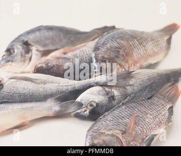 Close-up di fresco intero di pesci. Foto Stock