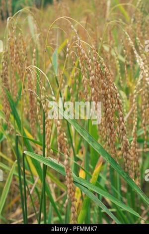 Asia Indonesia Bali, campo di Bali Padi piante di riso, vicino. Foto Stock
