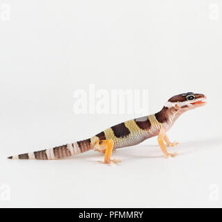 Baby Leopard Gecko, eublepharis macularius, vista laterale. Foto Stock