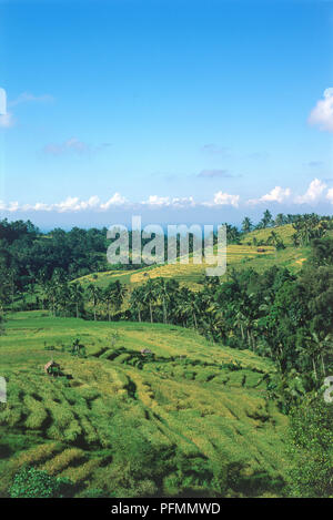 Indonesia, Bali, Jatiluwih, terrazze di riso Foto Stock