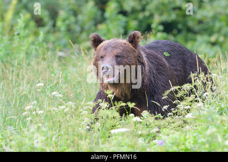 Unione l'orso bruno (Ursus arctos arctos), maschio corre nel prato, foreste dei Carpazi, Slovacchia Foto Stock