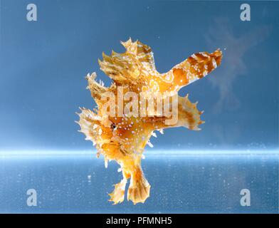 Sargassum pesce (Histrio histrio), subacquea Foto Stock