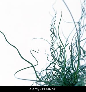 Juncus effusus 'Spiralis' (Corksrew rush), sottili foglie ritorta, close-up Foto Stock