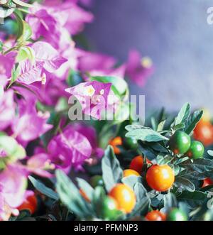 Il Bougainvillea glabra fiori e brattee viola e frutta di Solanum pseudocapsicum (Gerusalemme ciliegia), close-up Foto Stock