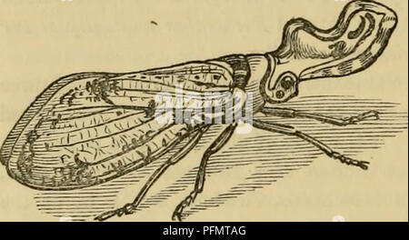 . Cuvier il regno animale : disposti secondo la sua organizzazione. Animali. 568 INSECTA. Il Cicadae si trovano su alberi o arbusti, di cui essi aspirano il SAP. La femmina perfora i piccoli ramoscelli di rami morti di alberi per quanto riguarda il midollo con la sua ovipositor, presentata in un semi-guaina tubolare formato da due valvole, e composta da tre pezzi squamosa di una stretta e di forma allungata, di cui due sono terminati come un file, per deporre le loro uova in esso, il cui numero è ottimo, la femmina fa una successione di fessure, il luogo del quale è indicato da così tante elevazioni sul Foto Stock